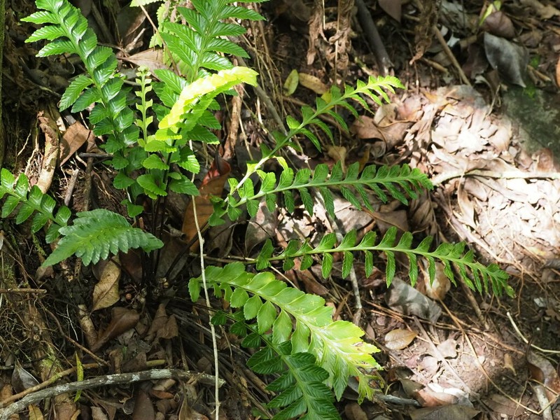 Kaulfuss' Spleenwort photo 5