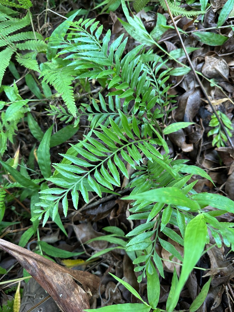 Kaulfuss' Spleenwort photo 6
