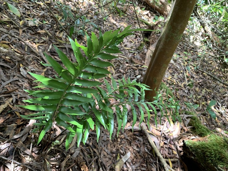 Kaulfuss' Spleenwort photo 7