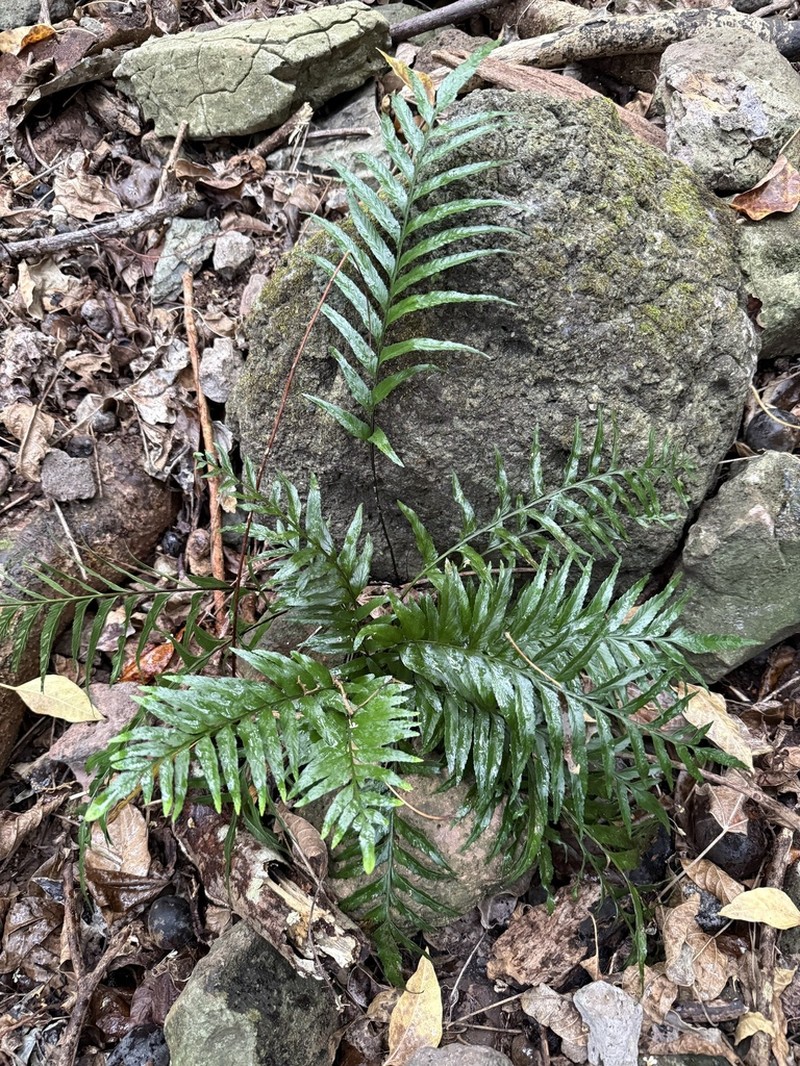 Kaulfuss' Spleenwort photo 8