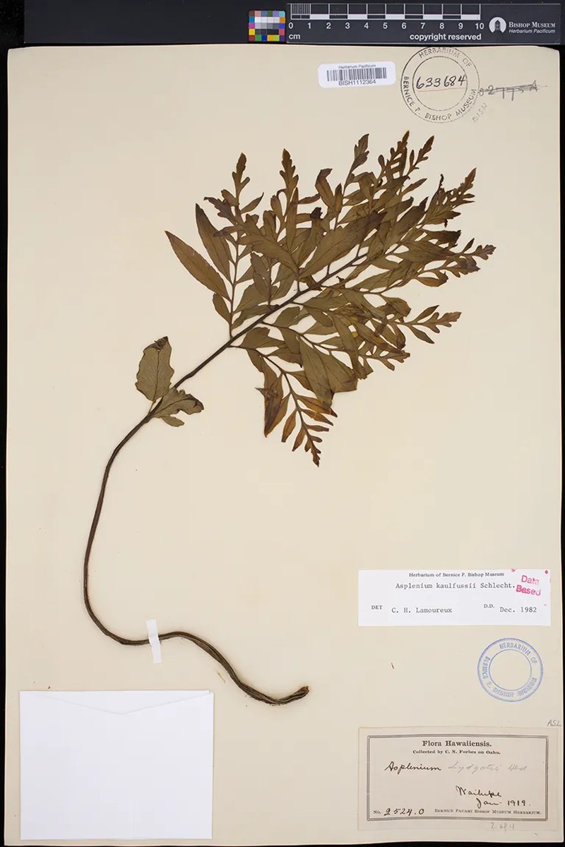 Asplenium kaulfussii f. bipinnatum