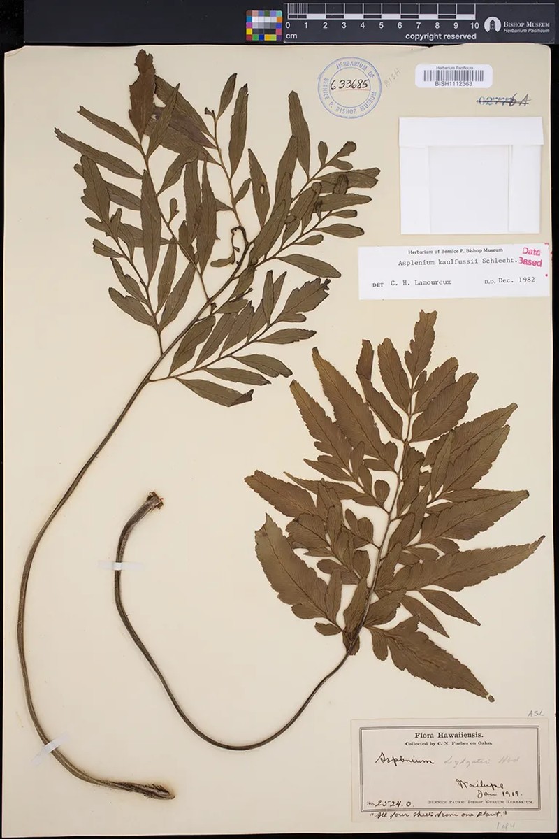 Asplenium kaulfussii f. bipinnatum photo 2