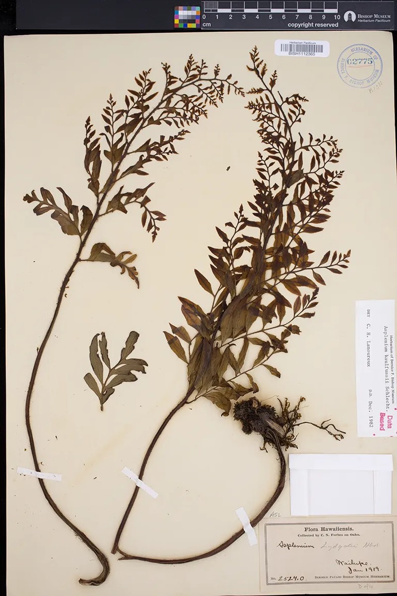 Asplenium kaulfussii f. bipinnatum photo 3