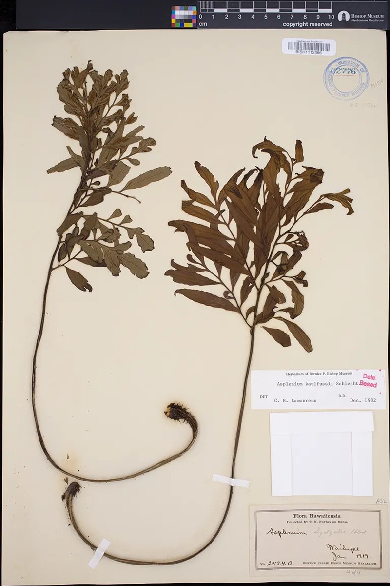 Asplenium kaulfussii f. bipinnatum photo 4
