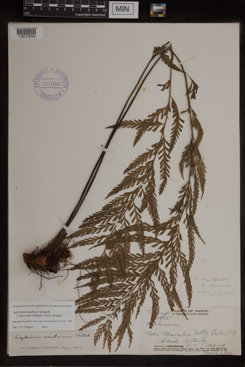 Asplenium kaulfussii f. dareoides