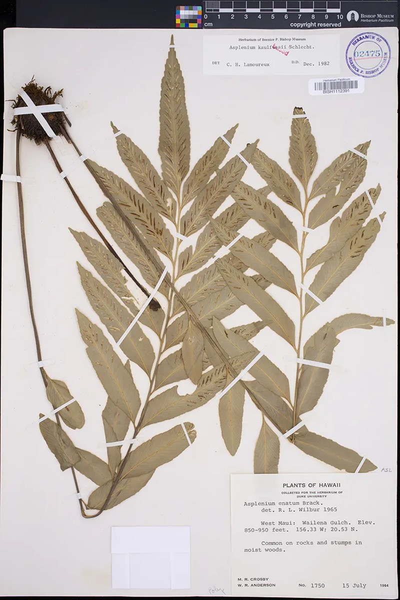 Asplenium kaulfussii f. kaulfussii