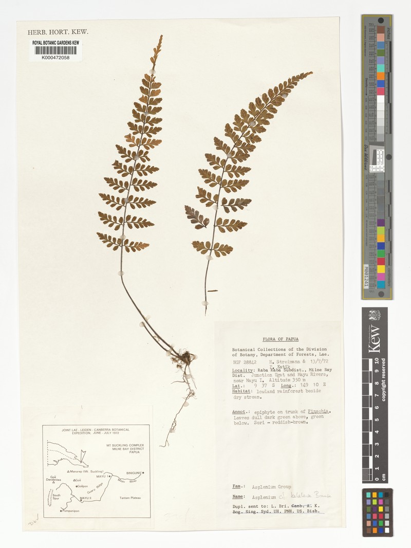 Asplenium kelelense photo 2