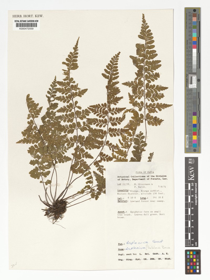 Asplenium kelelense photo 3