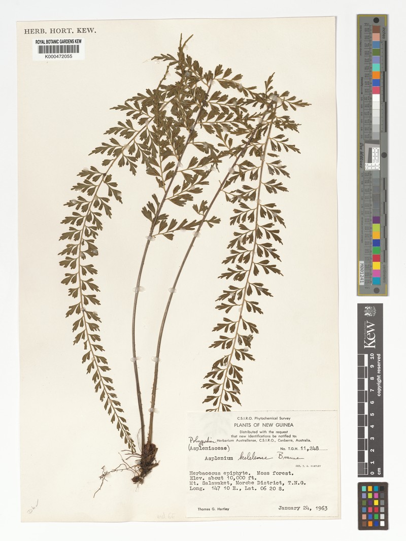 Asplenium kelelense photo 4