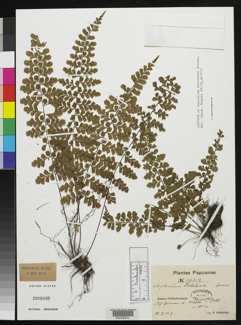 Asplenium kelelense