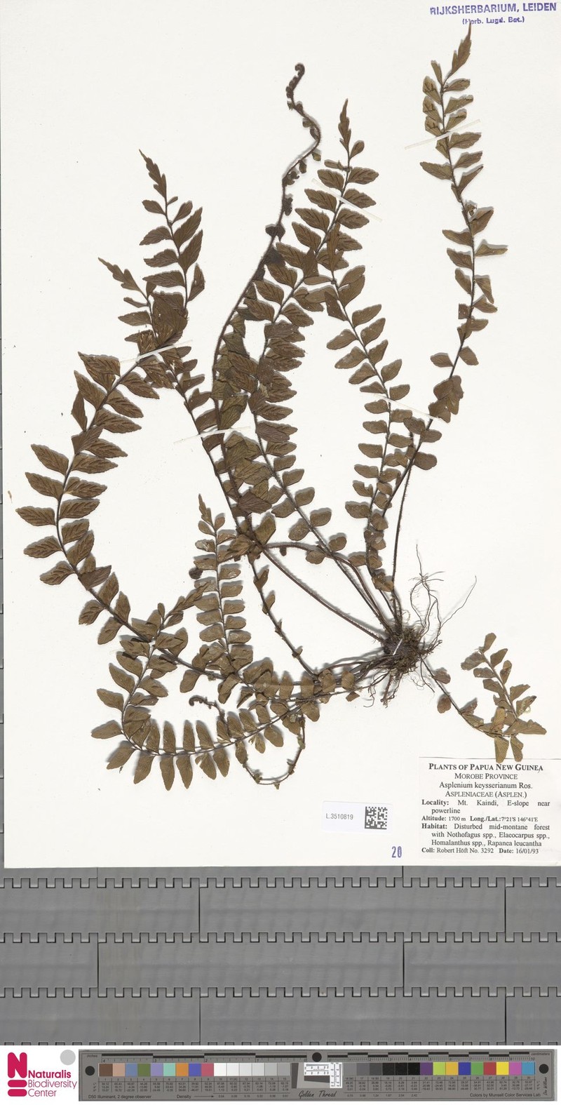 Asplenium keysserianum