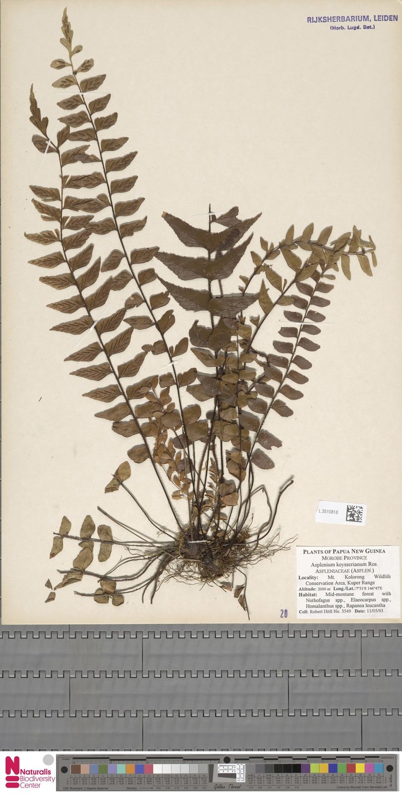 Asplenium keysserianum photo 2
