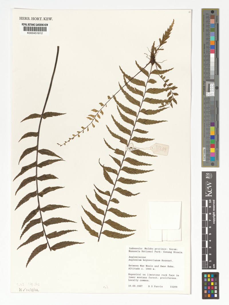 Asplenium keysserianum photo 3