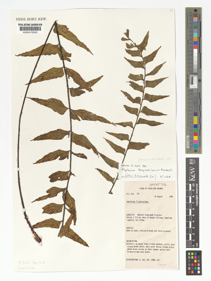 Asplenium keysserianum photo 4