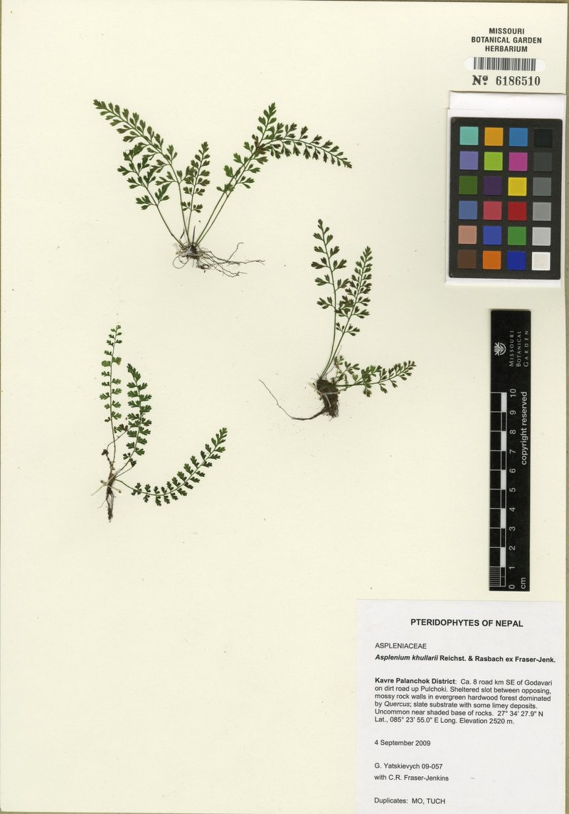 Asplenium khullarii