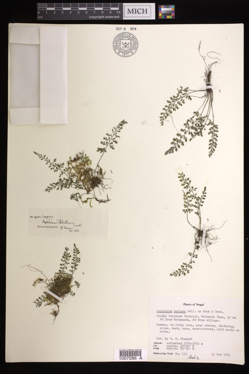 Asplenium khullarii photo 2