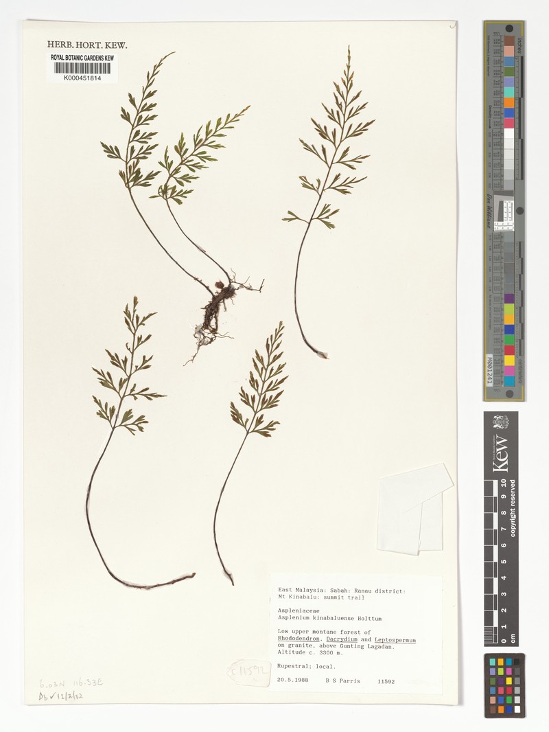 Asplenium kinabaluense