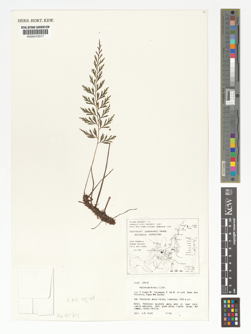 Asplenium kinabaluense photo 2