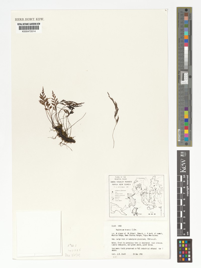 Asplenium kinabaluense photo 3