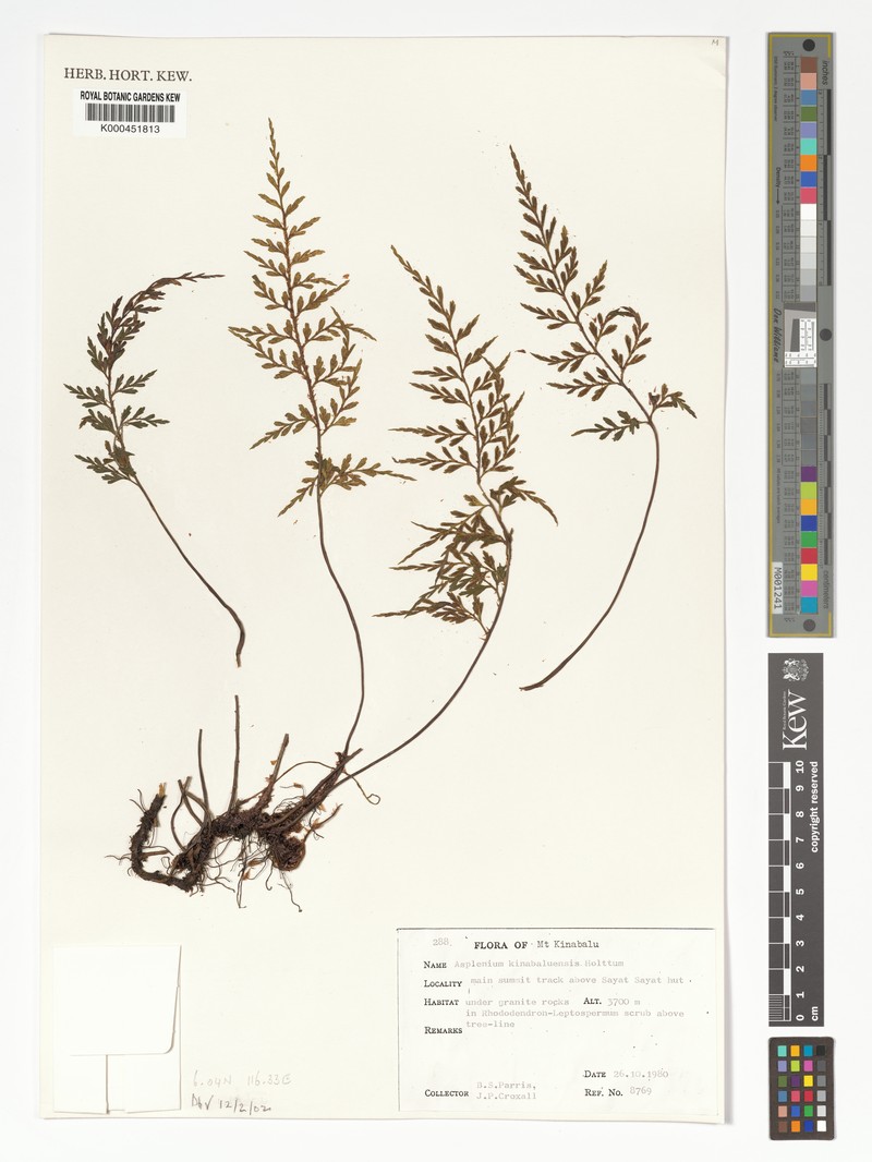 Asplenium kinabaluense photo 4
