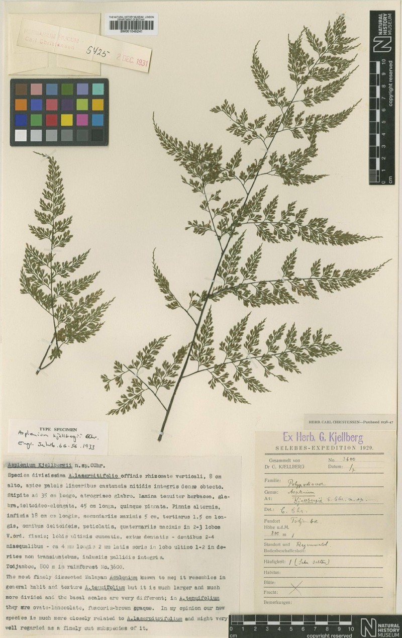 Asplenium kjellbergii photo 2