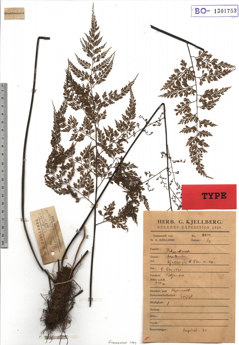 Asplenium kjellbergii