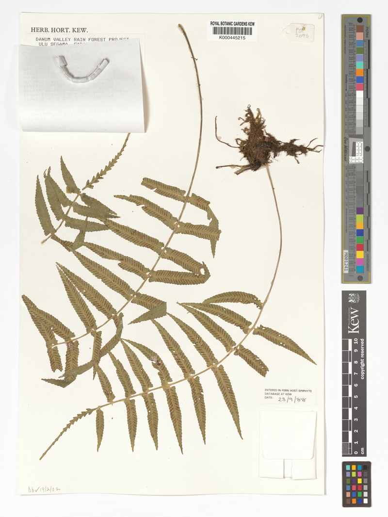 Asplenium klossii photo 2
