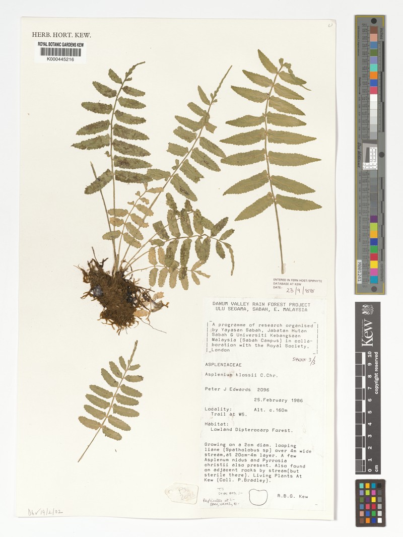 Asplenium klossii photo 3