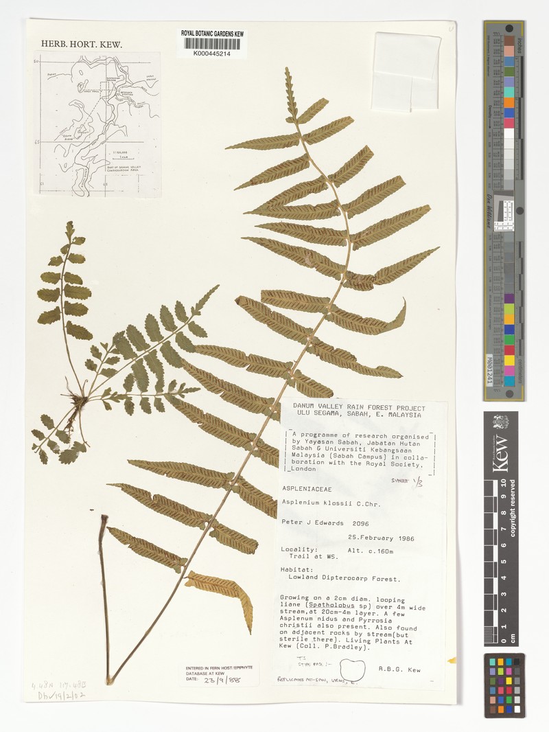 Asplenium klossii photo 4