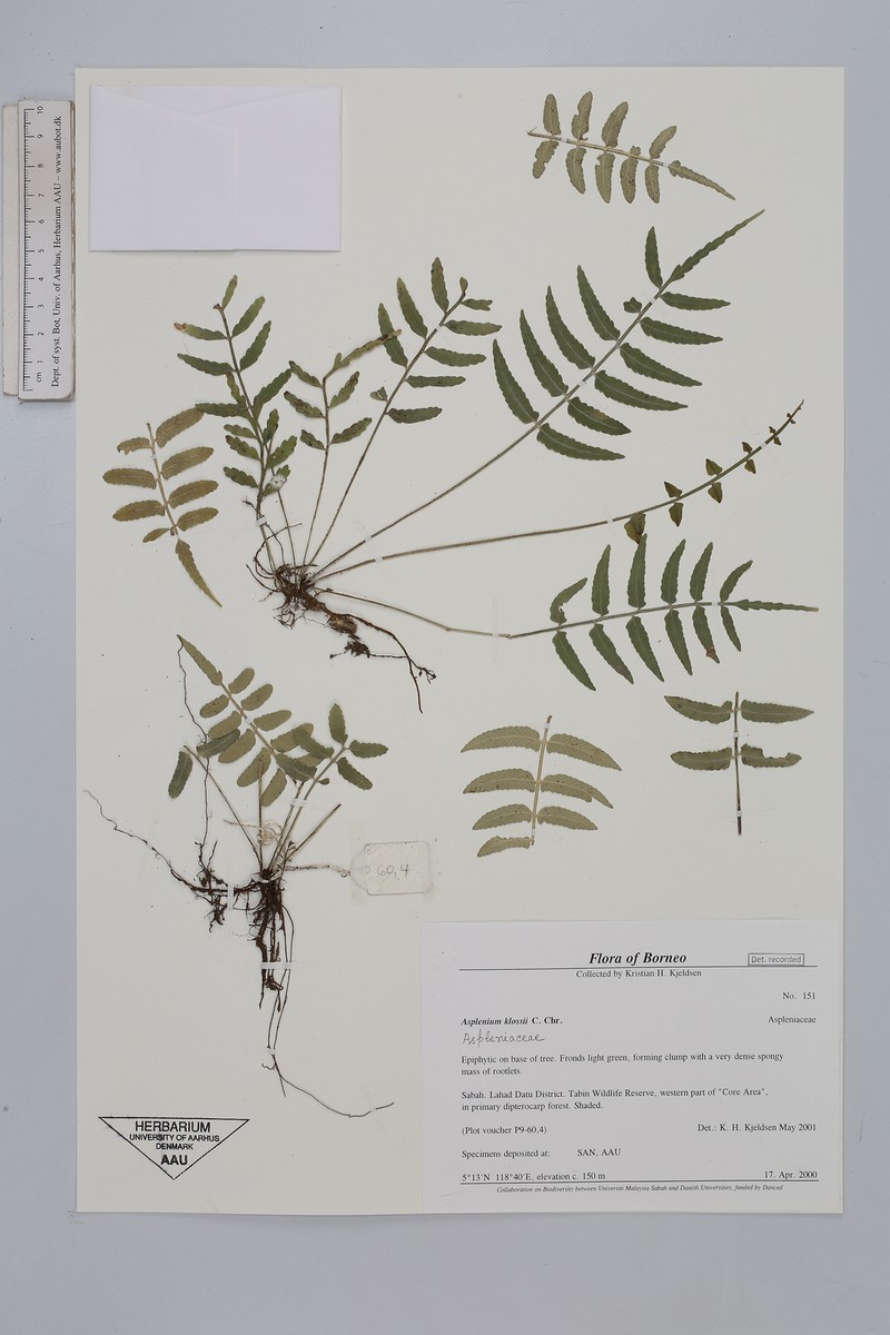 Asplenium klossii