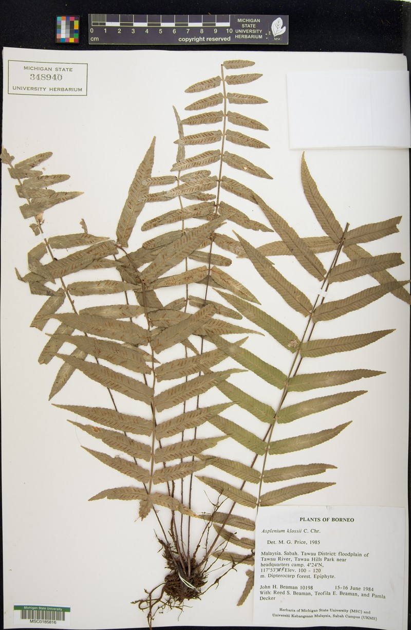 Asplenium klossii photo 2