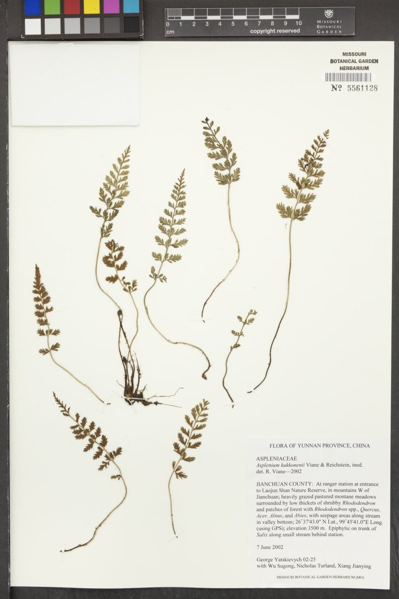 Asplenium kukkonenii