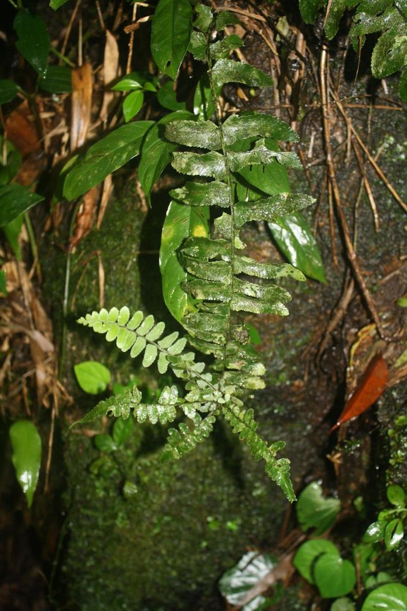 Asplenium kunzeanum