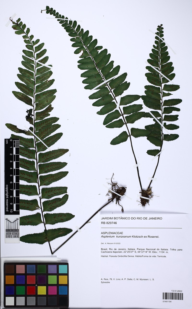 Asplenium kunzeanum photo 2