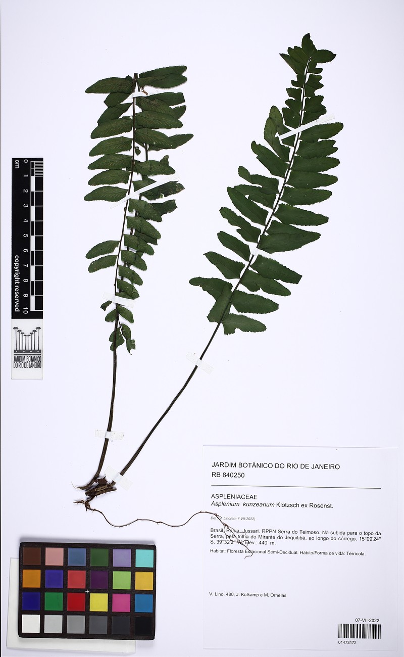 Asplenium kunzeanum photo 3