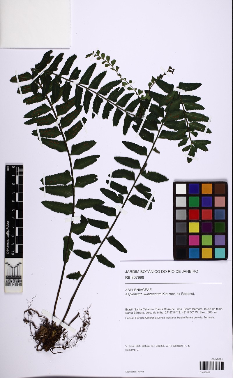 Asplenium kunzeanum photo 4