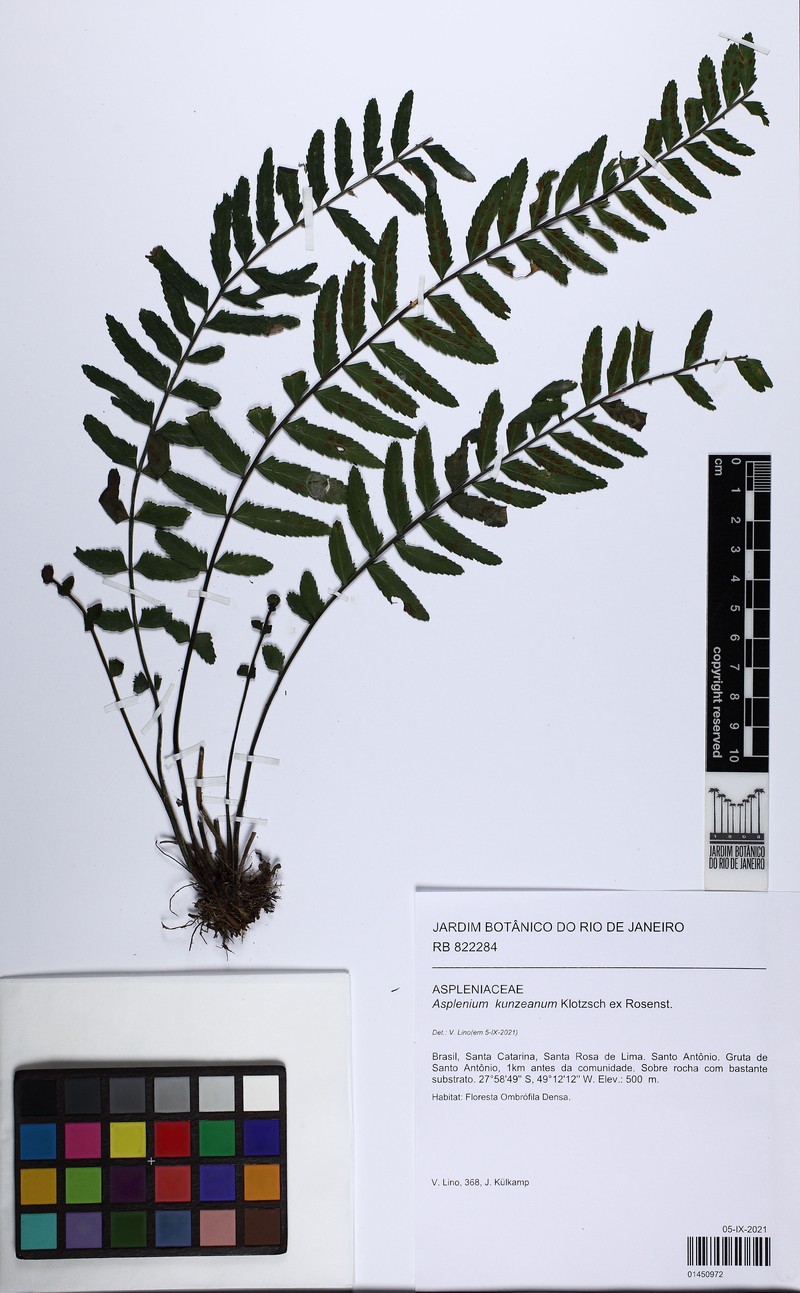 Asplenium kunzeanum photo 5