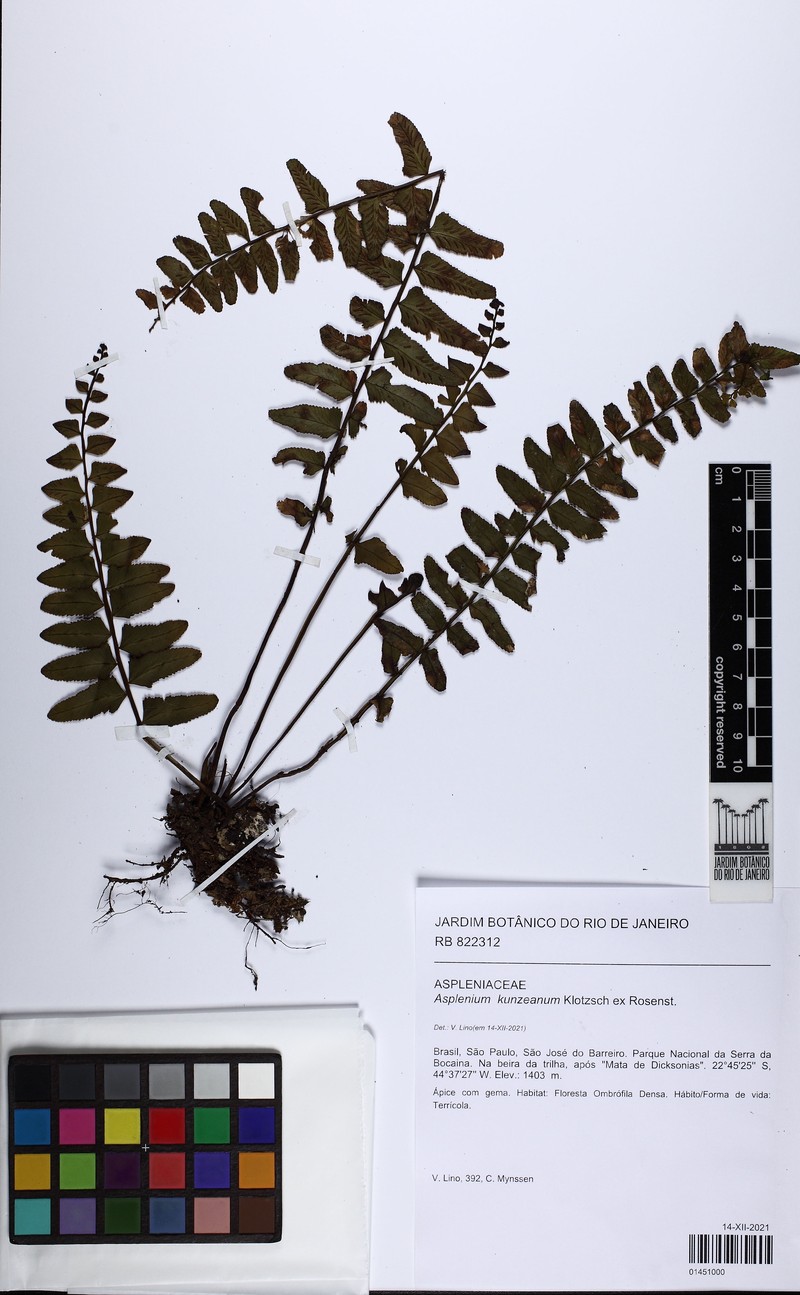 Asplenium kunzeanum photo 6