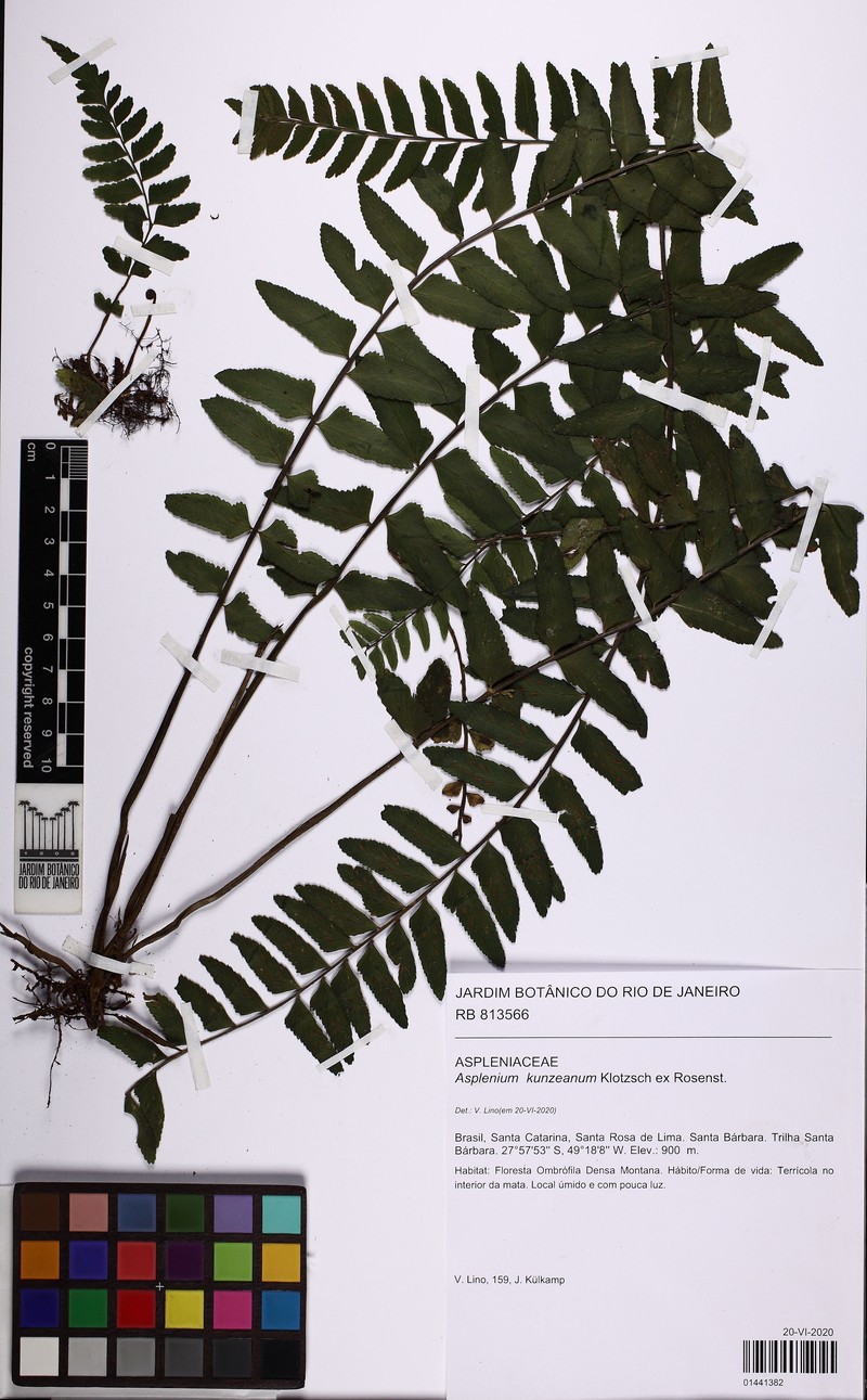 Asplenium kunzeanum photo 7