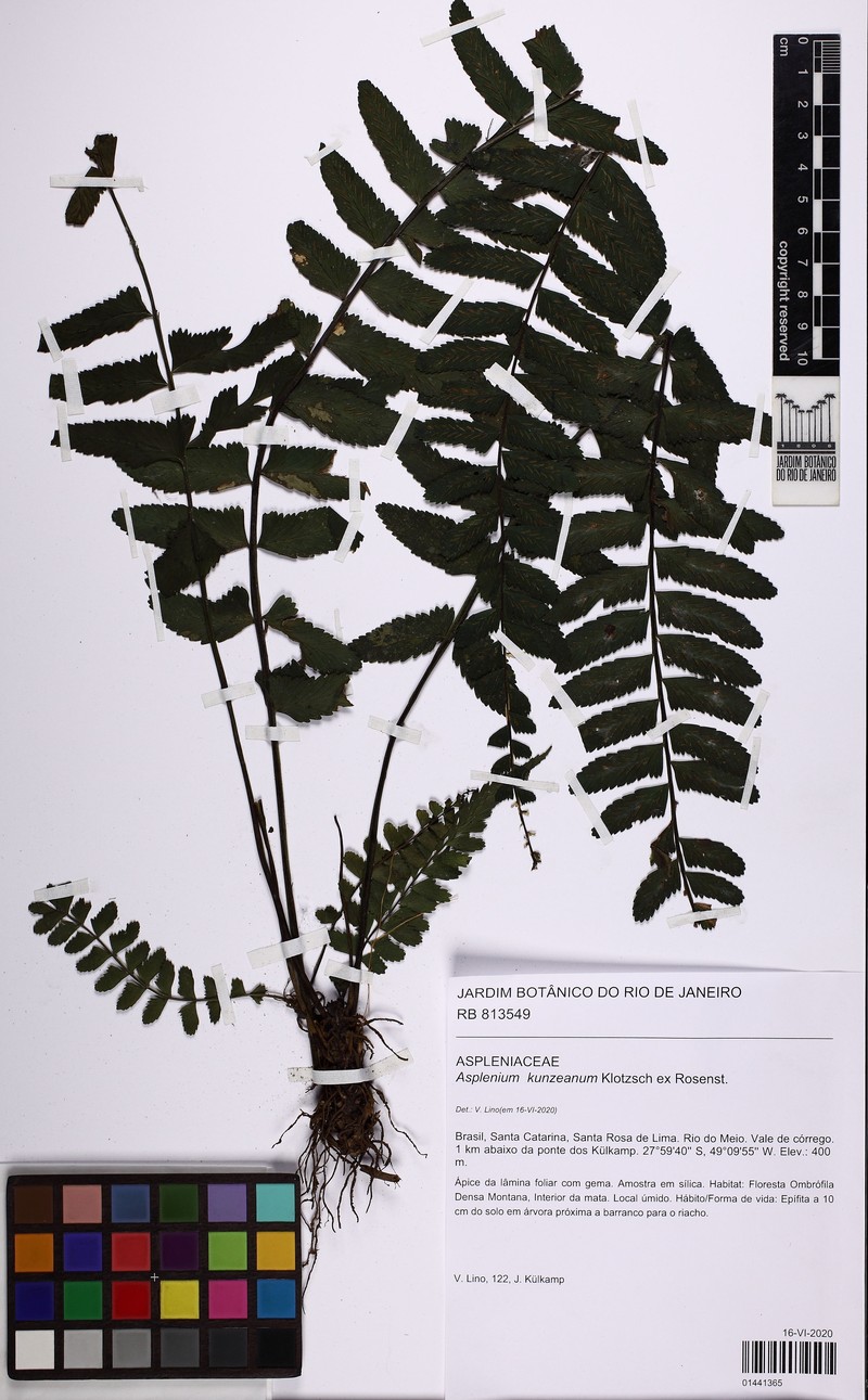 Asplenium kunzeanum photo 8