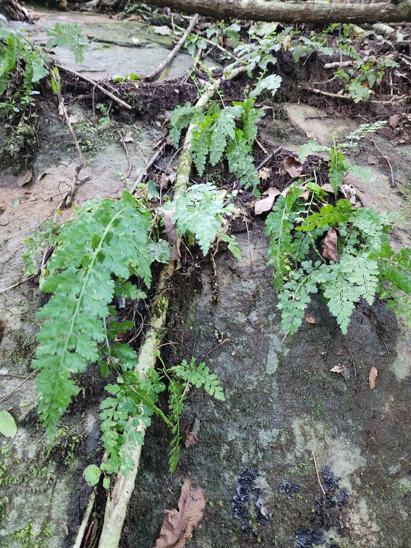 Asplenium laciniatum photo 2
