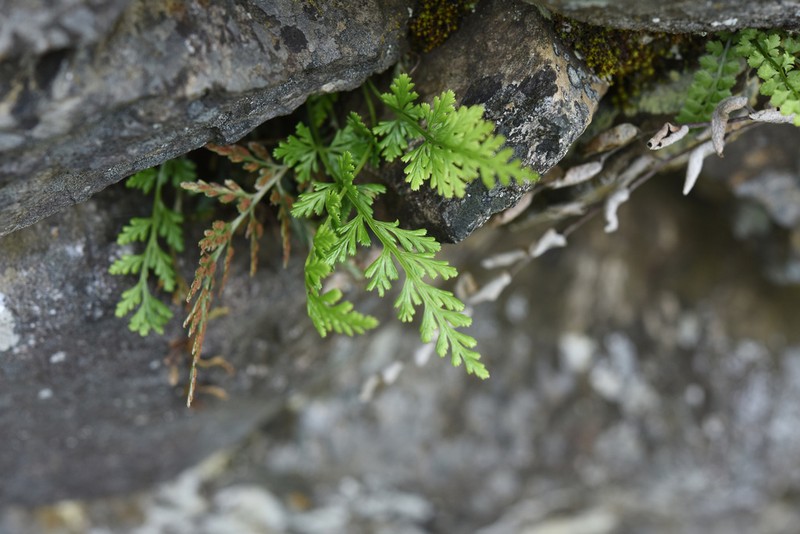 Asplenium laciniatum photo 3