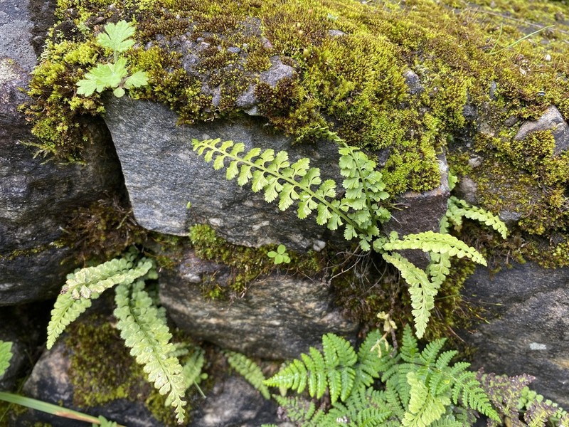 Asplenium laciniatum photo 4