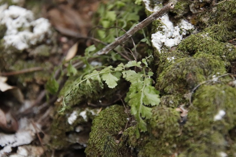 Asplenium laciniatum photo 5