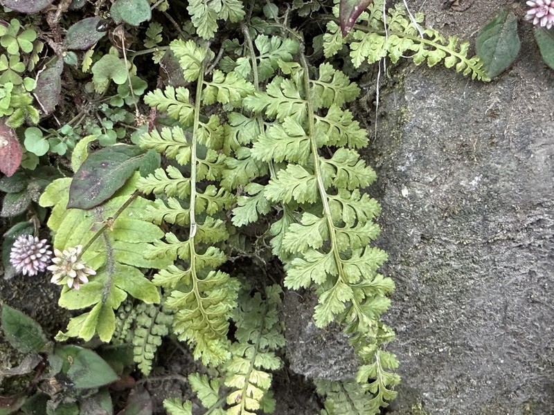 Asplenium laciniatum photo 6