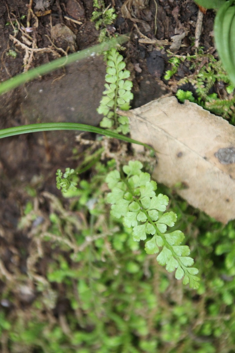 Asplenium laciniatum photo 7