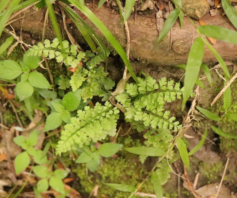 Variable Spleenwort