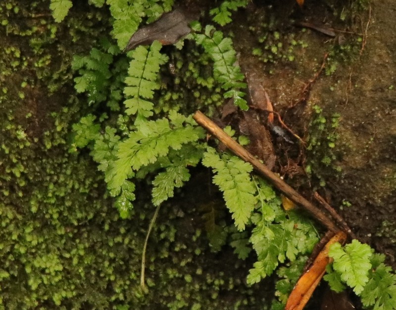 Variable Spleenwort photo 2