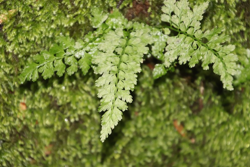 Variable Spleenwort photo 3