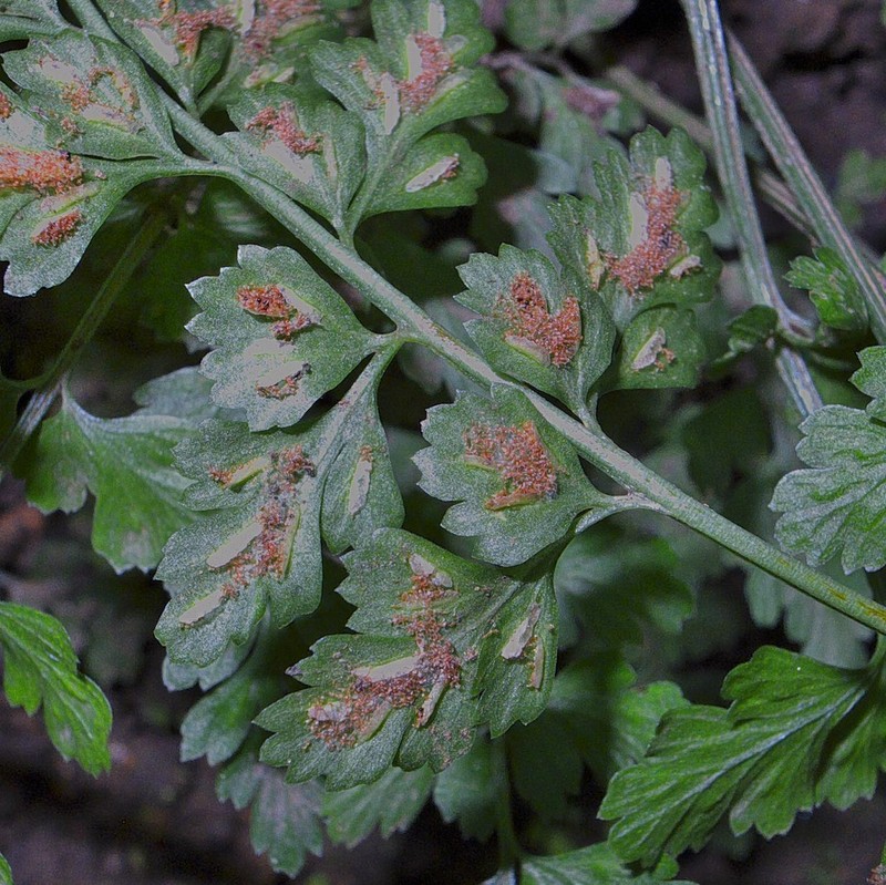 Variable Spleenwort photo 4